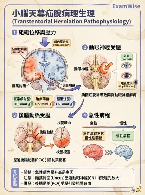 護理師 - 神經及內分泌系統 - AI 圖文解析預覽