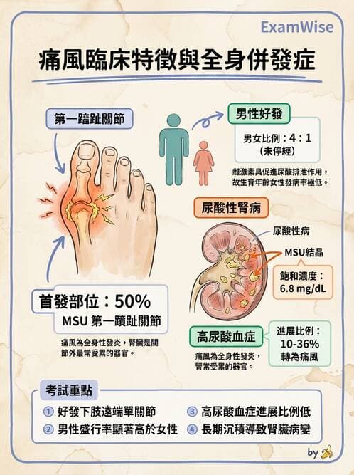 護理師 - 骨骼肌肉系統 - AI 圖文解析預覽