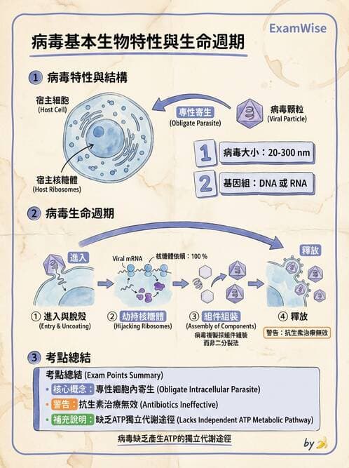護理師 - DNA 病毒與肝炎病毒 - AI 圖文解析預覽