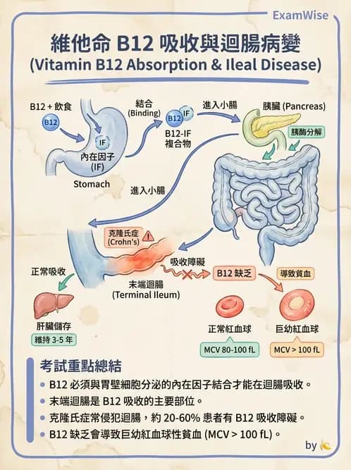 專師 - 營養學 - AI 圖文解析預覽