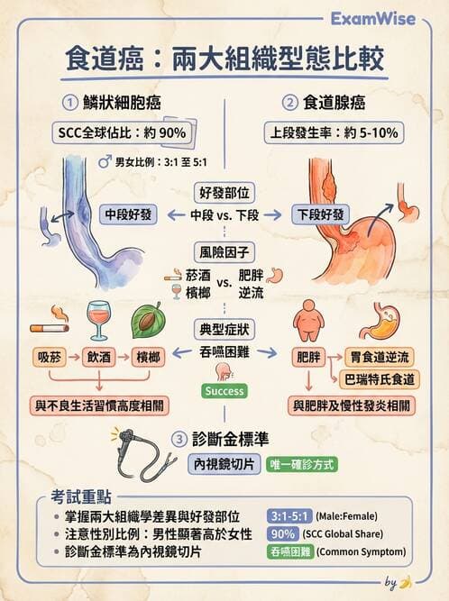 專師 - 上消化道 - AI 圖文解析預覽