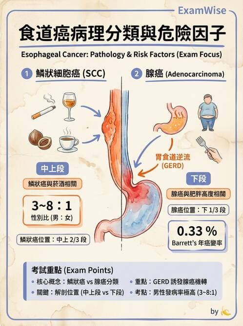 專師 - 上消化道 - AI 圖文解析預覽