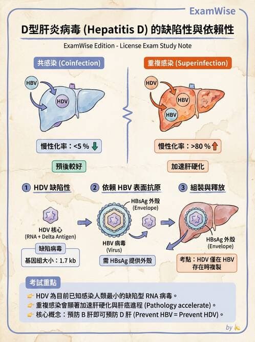 專師 - 肝炎與肝功能 - AI 圖文解析預覽