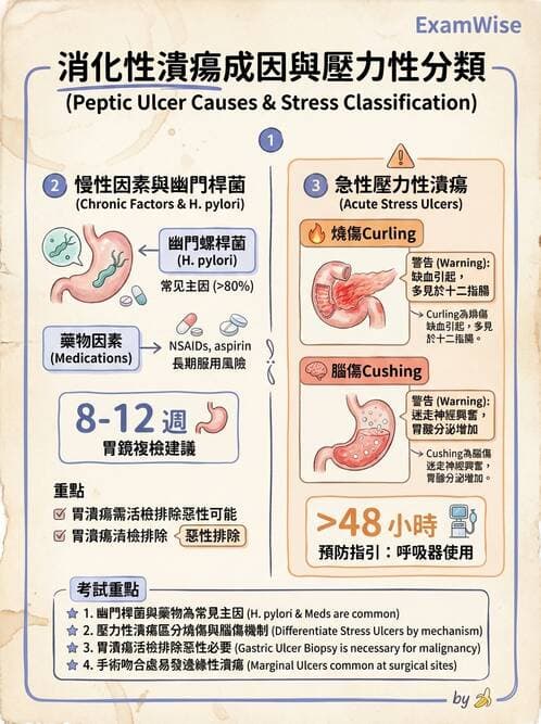專師 - 上消化道 - AI 圖文解析預覽