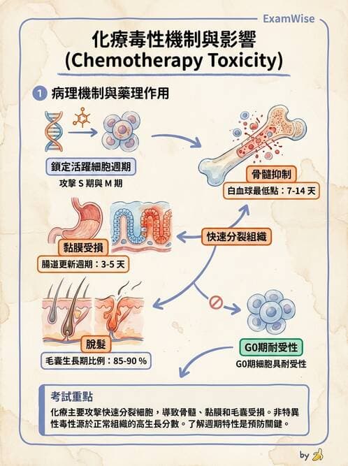 專師 - 腫瘤診斷與分期 - AI 圖文解析預覽