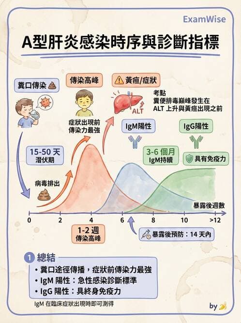 專師 - 肝炎與肝功能 - AI 圖文解析預覽