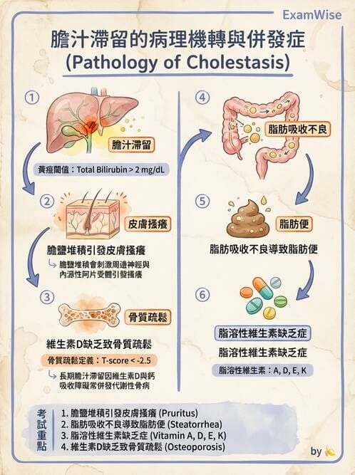 專師 - 膽道與胰臟 - AI 圖文解析預覽