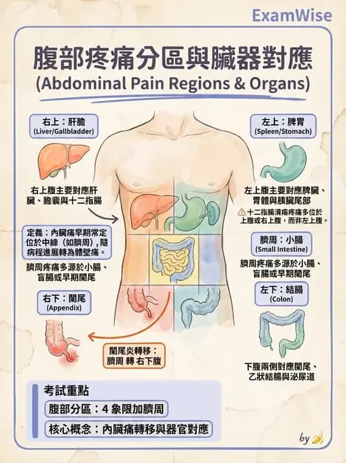專師 - 腹部評估與急腹症 - AI 圖文解析預覽