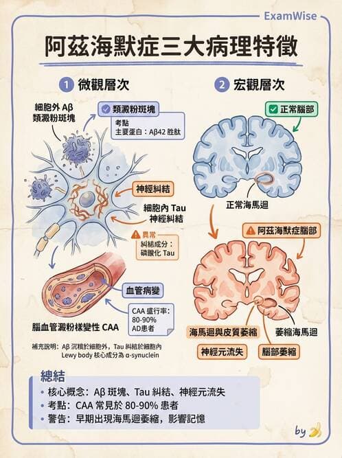 專師 - 神經退化與免疫疾病 - AI 圖文解析預覽