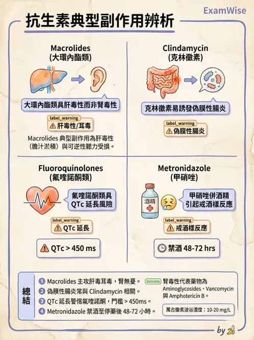 專師 - 抗生素藥理 - AI 圖文解析預覽