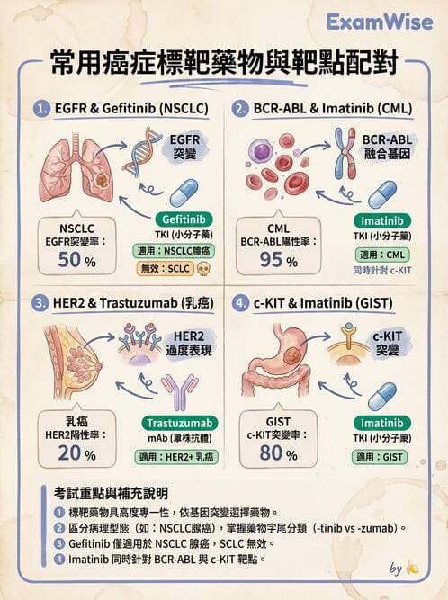 專師 - 腫瘤診斷與分期 - AI 圖文解析預覽