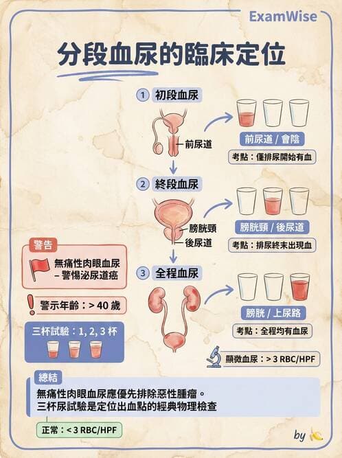 專師 - 陰囊與泌尿急症 - AI 圖文解析預覽