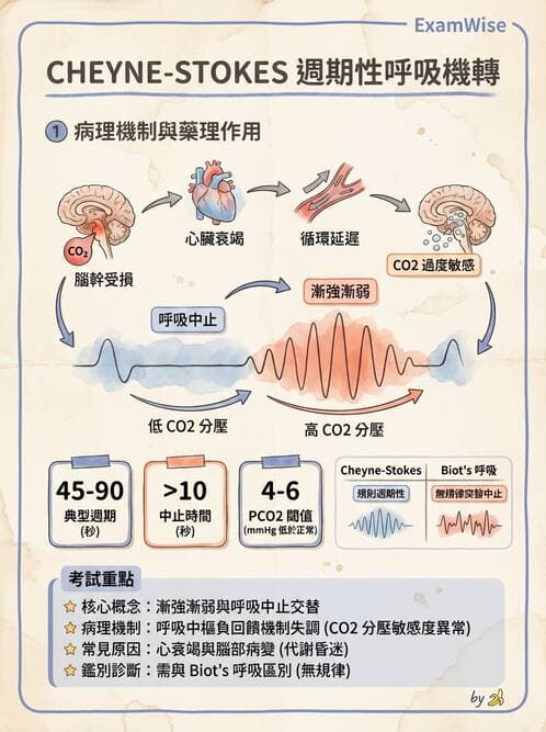 專師 - 腦神經檢查與神經學評估 - AI 圖文解析預覽