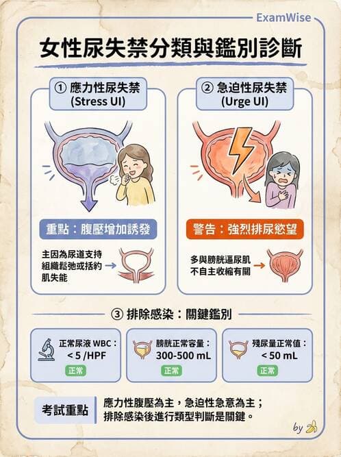 專師 - 尿失禁與排尿障礙 - AI 圖文解析預覽