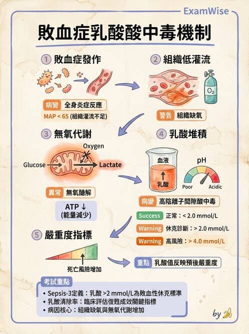 專師 - 敗血症與發燒通論 - AI 圖文解析預覽