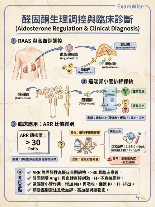 專師 - 腎上腺疾病 - AI 圖文解析預覽