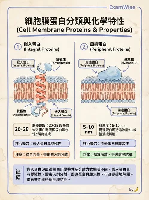 營養 - 細胞生理學 - AI 圖文解析預覽