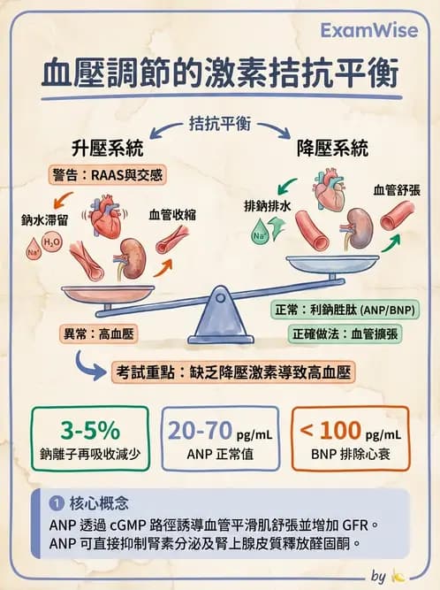 營養 - 內分泌與代謝生理學 - AI 圖文解析預覽