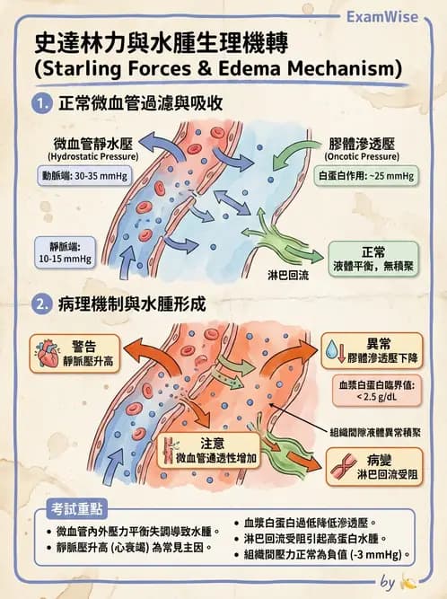 營養 - 心血管系統生理學 - AI 圖文解析預覽