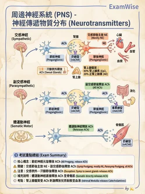 營養 - 神經系統生理學 - AI 圖文解析預覽