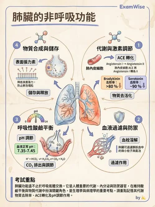 營養 - 呼吸系統生理學 - AI 圖文解析預覽