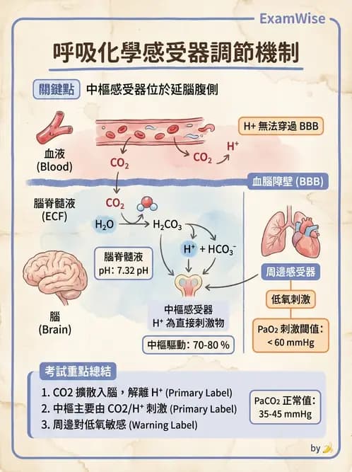 營養 - 呼吸系統生理學 - AI 圖文解析預覽