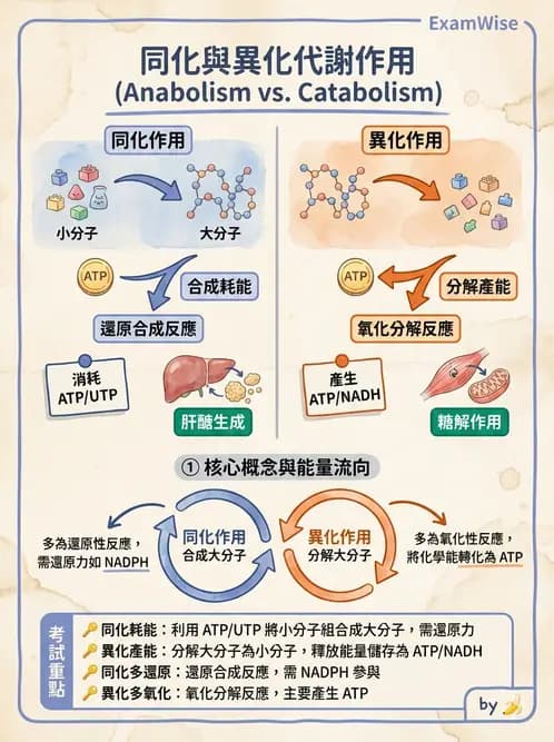 營養 - 醣類代謝 - AI 圖文解析預覽