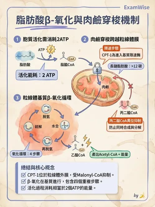 營養 - 脂質代謝 - AI 圖文解析預覽