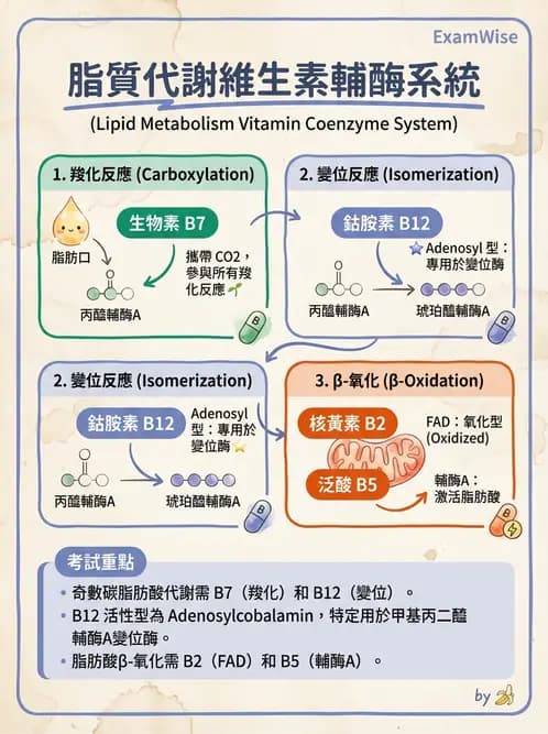 營養 - 脂質代謝 - AI 圖文解析預覽