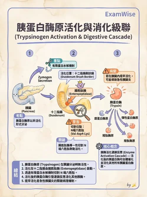 營養 - 消化系統生理學 - AI 圖文解析預覽