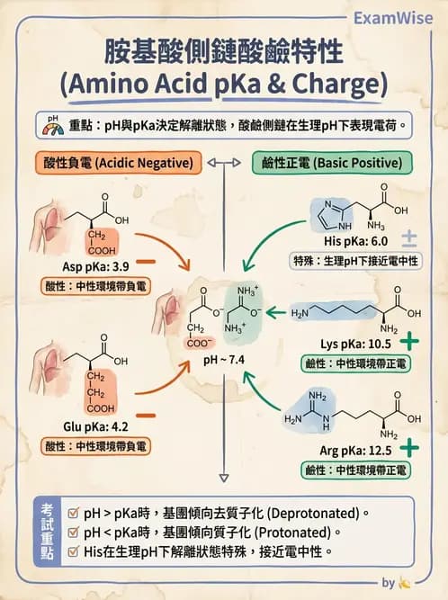 營養 - 蛋白質與胺基酸代謝 - AI 圖文解析預覽
