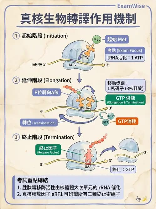 營養 - 核酸與基因表現 - AI 圖文解析預覽
