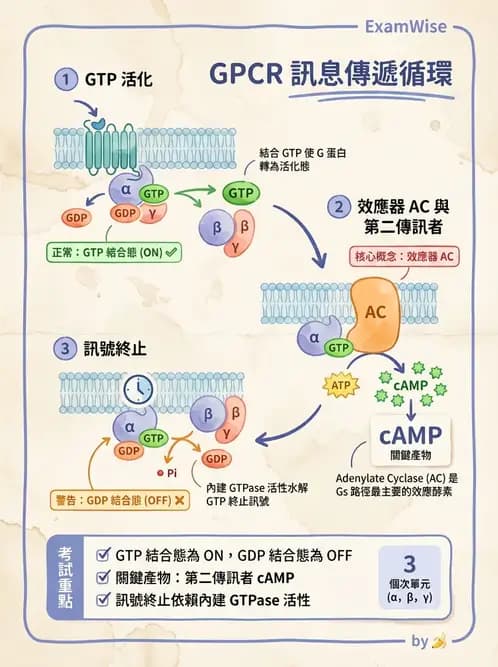 營養 - 細胞生理學 - AI 圖文解析預覽