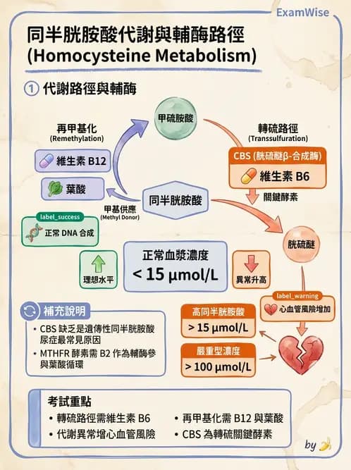 營養 - 蛋白質與胺基酸代謝 - AI 圖文解析預覽