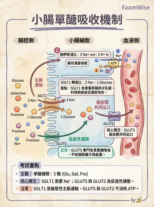 營養 - 醣類消化吸收與血糖調控 - AI 圖文解析預覽