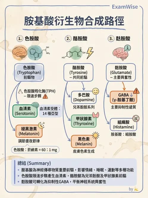 營養 - 胺基酸分類、功能與代謝 - AI 圖文解析預覽