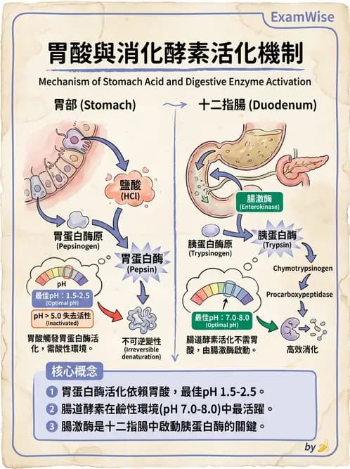營養 - 蛋白質消化吸收與品質評估 - AI 圖文解析預覽
