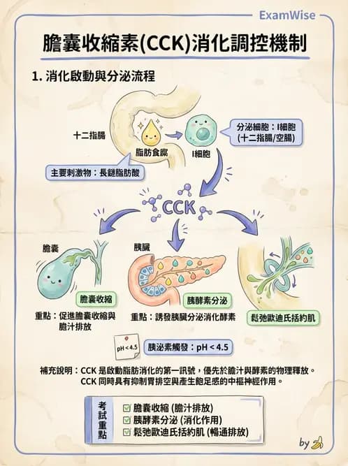營養 - 脂質消化吸收與膽汁 - AI 圖文解析預覽
