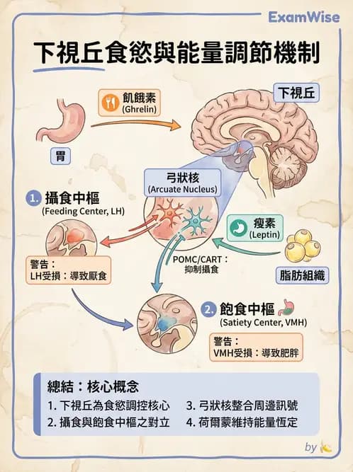營養 - 能量平衡與食慾控制 - AI 圖文解析預覽