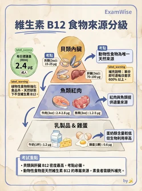 營養 - 單碳代謝與造血B群維生素 - AI 圖文解析預覽