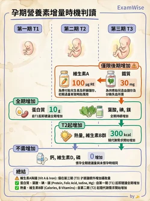 營養 - 孕期與哺乳期營養 - AI 圖文解析預覽