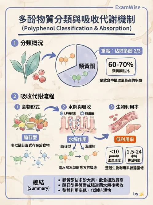 營養 - 當代營養學相關議題 - AI 圖文解析預覽