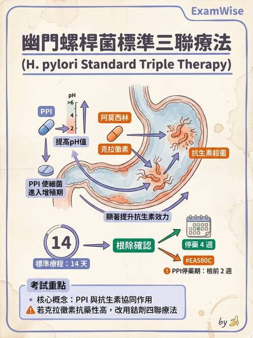 專師 - 上消化道 - AI 圖文解析預覽