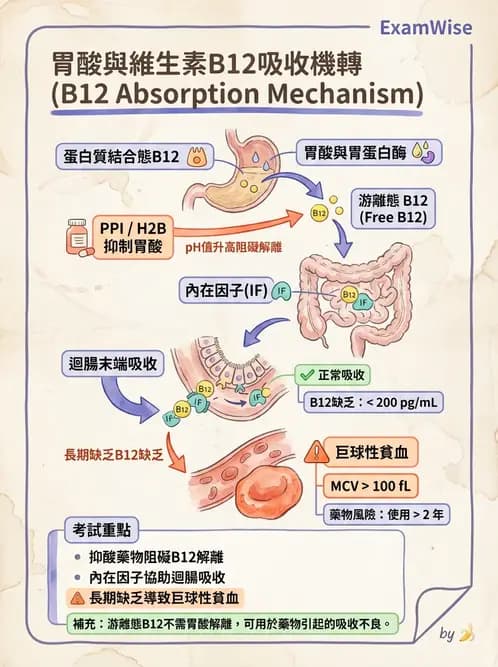 營養 - 藥物與營養素交互作用 - AI 圖文解析預覽