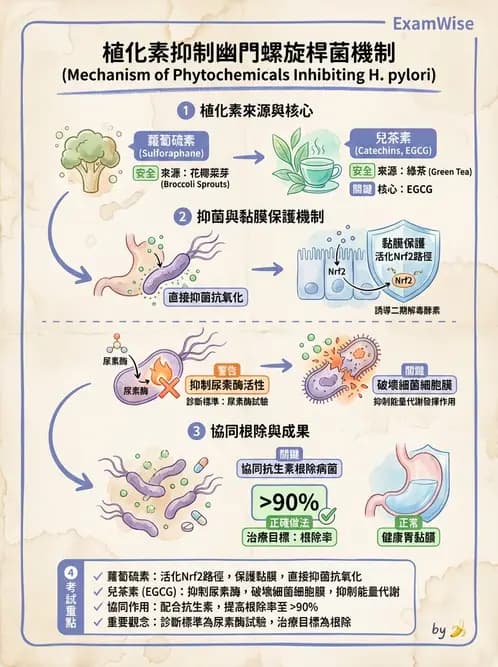 營養 - 腸胃道疾病 - AI 圖文解析預覽