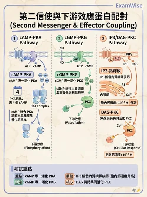 營養 - 細胞生理學 - AI 圖文解析預覽