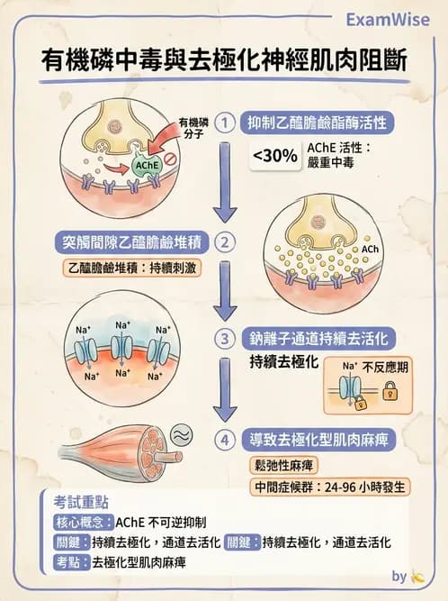 營養 - 神經系統生理學 - AI 圖文解析預覽