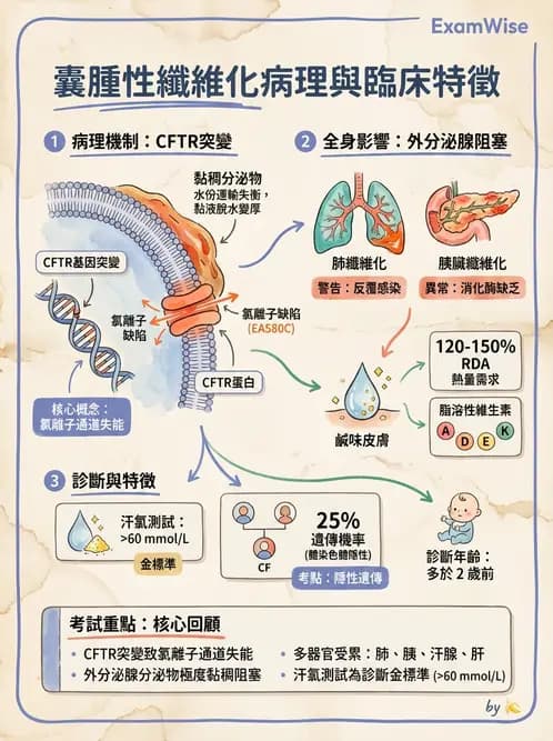 營養 - 消化系統生理學 - AI 圖文解析預覽