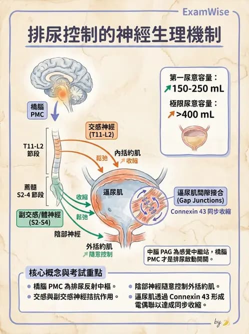 營養 - 腎臟與泌尿生理學 - AI 圖文解析預覽