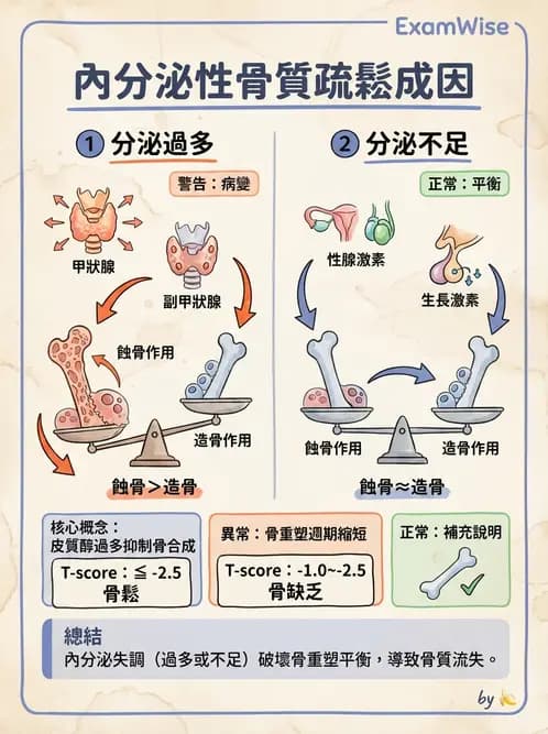 營養 - 內分泌與代謝生理學 - AI 圖文解析預覽